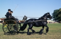 Picture of Fell Pony in driving competition with vehicle