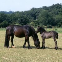 Picture of Fell Pony mare and foal