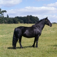 Picture of Fell Pony mare in field 