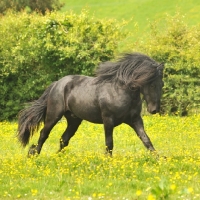 Picture of Fell pony running in field