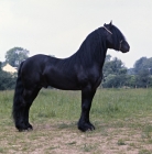Picture of Fell Pony side view 
