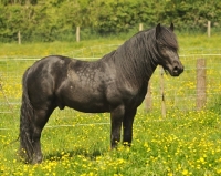 Picture of fell pony, side view