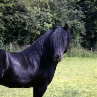 Picture of Fell Pony stallion head study