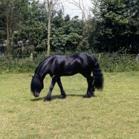 Picture of Fell Pony stallion smelling the ground