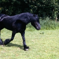 Picture of Fell Pony stallion trotting