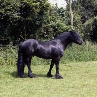 Picture of Fell Pony stallion