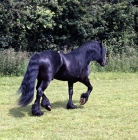 Picture of Fell Pony walking away