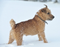 Picture of Fell Terrier in snow