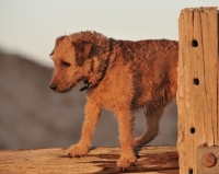 Picture of Fell Terrier on fence