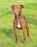 Picture of Fell Terrier on grass