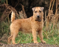 Picture of Fell Terrier, side view