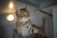 Picture of female Bengal cat, green eyed