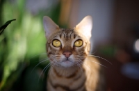 Picture of female Bengal cat looking at camera intensely