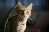Picture of female Bengal cat looking directly at camera