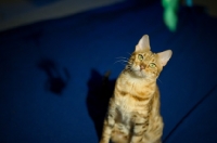 Picture of female Bengal cat looking up at camera