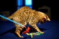 Picture of female Bengal cat playing on a bed