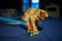 Picture of female Bengal cat playing on bed
