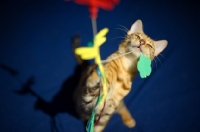 Picture of female Bengal cat playing 