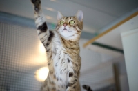 Picture of female Bengal cat playing