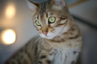 Picture of female Bengal cat with green eyes