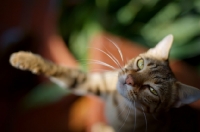 Picture of female Bengal cat with paw up