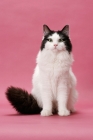 Picture of female black and white Ragamuffin