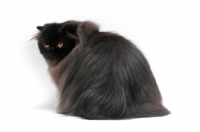 Picture of female black Persian, back view