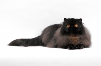 Picture of female black persian cat, looking up