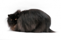 Picture of female black persian cat, looking back