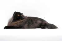 Picture of female black persian cat, looking up