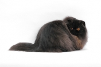 Picture of female black persian cat, looking fluffy