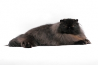 Picture of female black persian cat, lying down