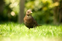 Picture of Female Blackbird on lawn