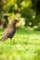 Picture of Female Blackbird on lawn