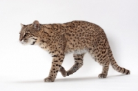 Picture of female Brown Spotted Tabby Geoffroy's Cat, walking