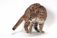 Picture of female Brown Spotted Tabby Geoffroy's Cat, prowling