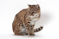 Picture of female Brown Spotted Tabby Geoffroy's Cat