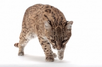 Picture of female Brown Spotted Tabby Geoffroy's Cat, looking down