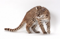 Picture of female Brown Spotted Tabby Geoffroy's Cat in studio