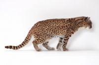 Picture of female Brown Spotted Tabby Geoffroy's Cat, side view