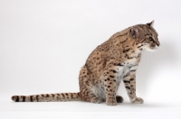 Picture of female Brown Spotted Tabby Geoffroy's Cat, sitting down