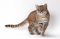 Picture of female Brown Spotted Tabby Geoffroy's Cat
