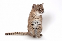 Picture of female Brown Spotted Tabby Geoffroy's Cat, sitting on white background
