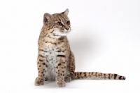 Picture of female Brown Spotted Tabby Geoffoy's Cat