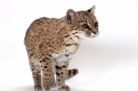 Picture of female Brown Spotted Tabby Geoffroy's Cat standing on white background