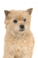 Picture of female Cairn Terrier on white background