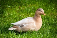 Picture of female call duck, apricot colour