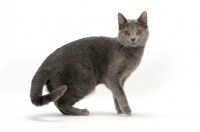 Picture of female Chartreux cat, looking at camera