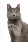 Picture of female Chartreux cat, one leg up