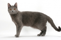 Picture of female Chartreux cat, side view